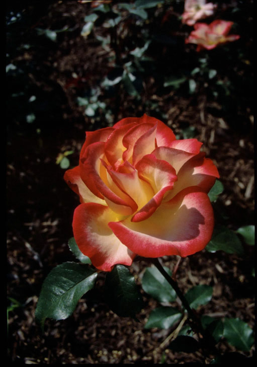 Betty Boop Floribunda Rose