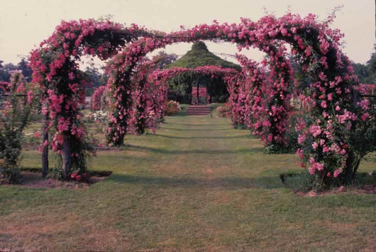 Elizabeth Park<br> Rose Arches