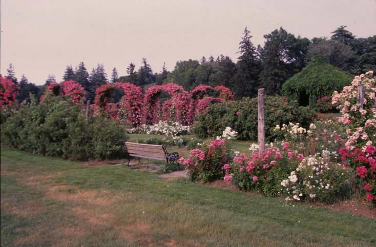Elizabeth Park Rose Garden