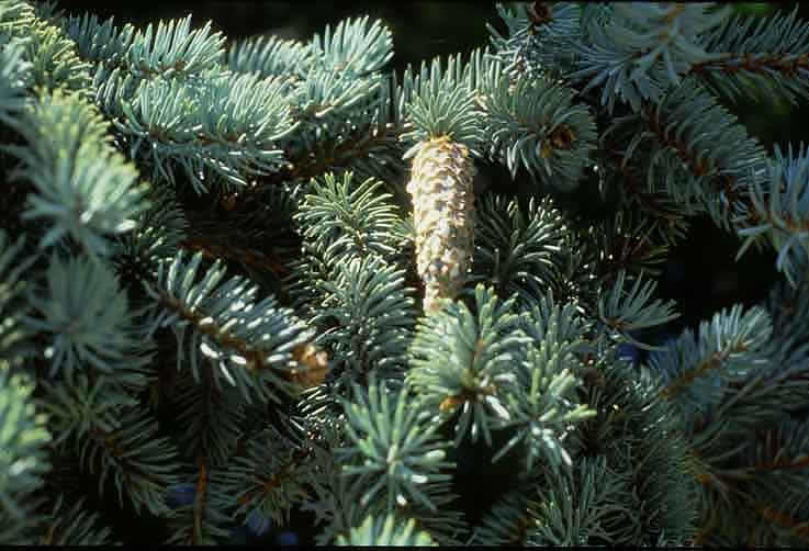 Weeping Spruce