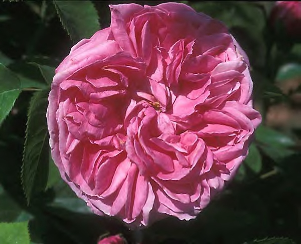 Baronne Prevost Hybrid Perpetual Rose