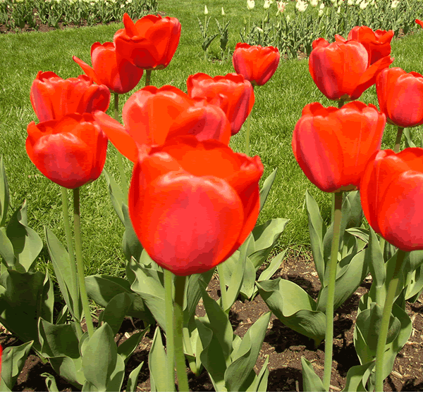 Tulips in the Annual Garden